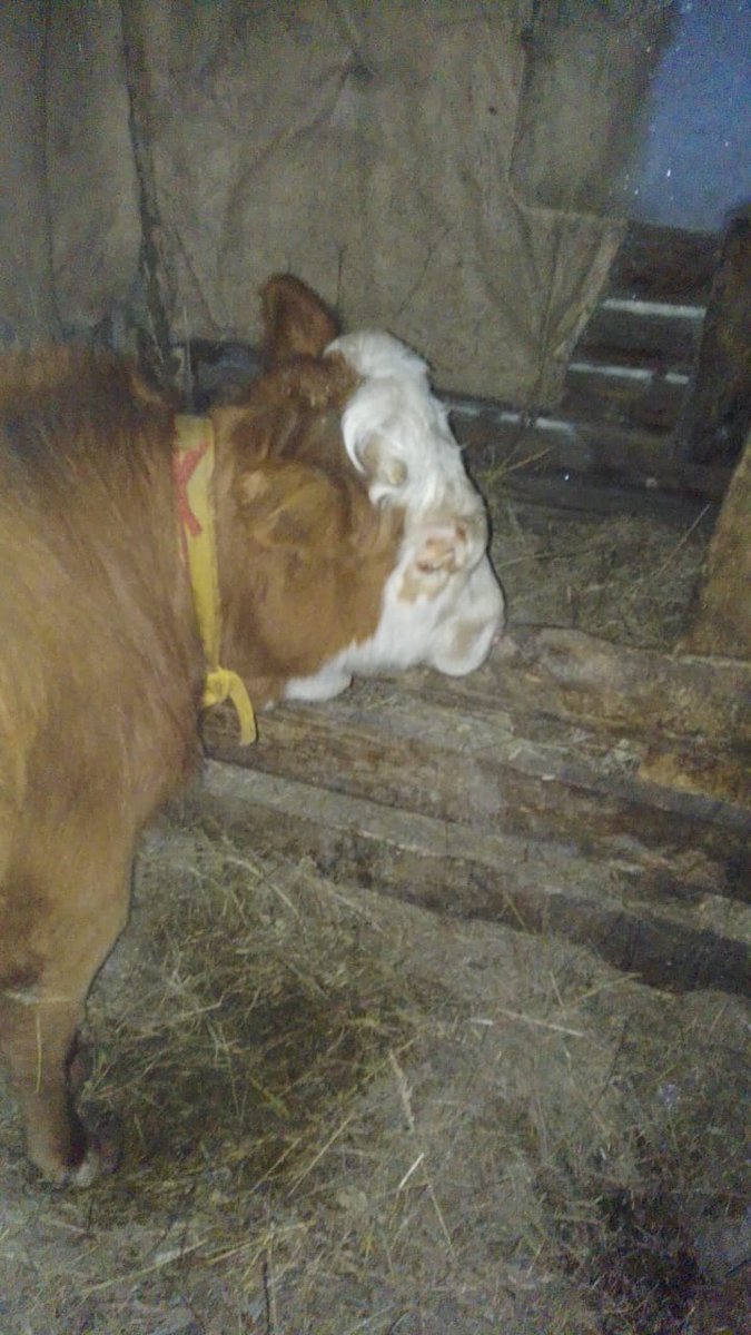 устрицавтрамвае on Twitter: \"Чот скучно в ленте сплошная жопа,ну та ...