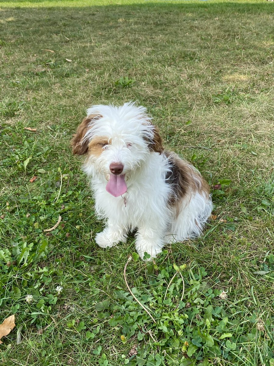 hello est twt this is my dog (dawn) she likes mgk too