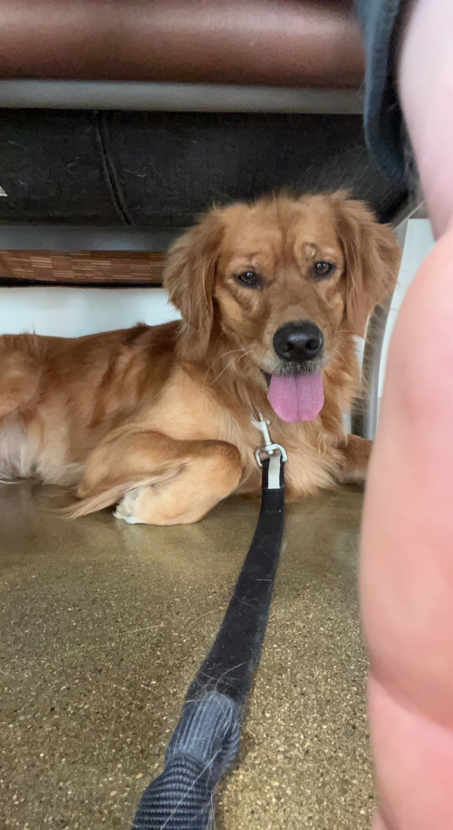 Scnash14's tweet photo. This is Zola, she is a warrior of a pup who was diagnosed with cancer last January. She went through surgery and chemo and beat it only to have it re surface a few months ago. The vets gave her a few months to live but you’d never know if you saw her. She lives life with such joy https://t.co/AP9Rv52mTJ