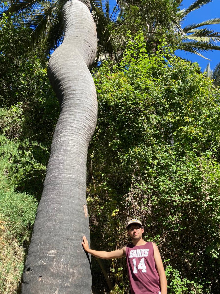 Esta no es cualquier quebrada que se quema, no hay pinos, ni ecualipto. Es una quebrada que alberga nuestra hermosa palma chilena (jubaea chilensis) que bordean los 1000 años, y varias terminaron su vida esta jornada. Realmente terrible que nunca se protegió.
#kankan #VinadelMar