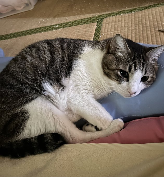 jinjyanobori.com - サンリオ こねこねこ マイメロ 枕/こねこねこ枕 ...
