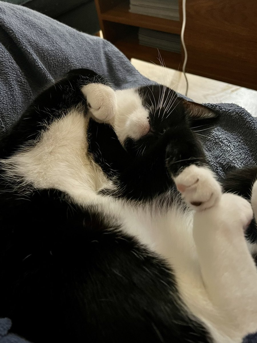Prrrrmm1's tweet photo. @ziegenkind094 Your boy looks very much like my idiot son! https://t.co/WCfKUp6PbX