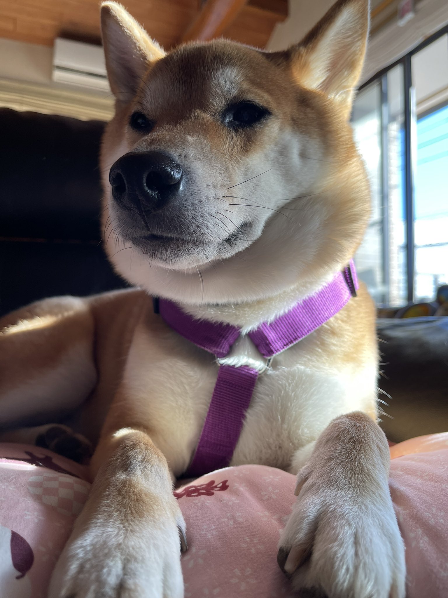 柴犬しばお (@shibaooooo421) / X