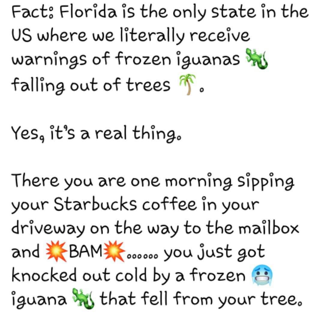 My_Adorable_Ash's tweet photo. It's my favorite Florida season. Warnings have staring🚨🦎 #FrozenIguana https://t.co/JvfUGR0jvX