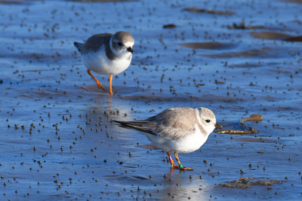 NycPlover tweet picture