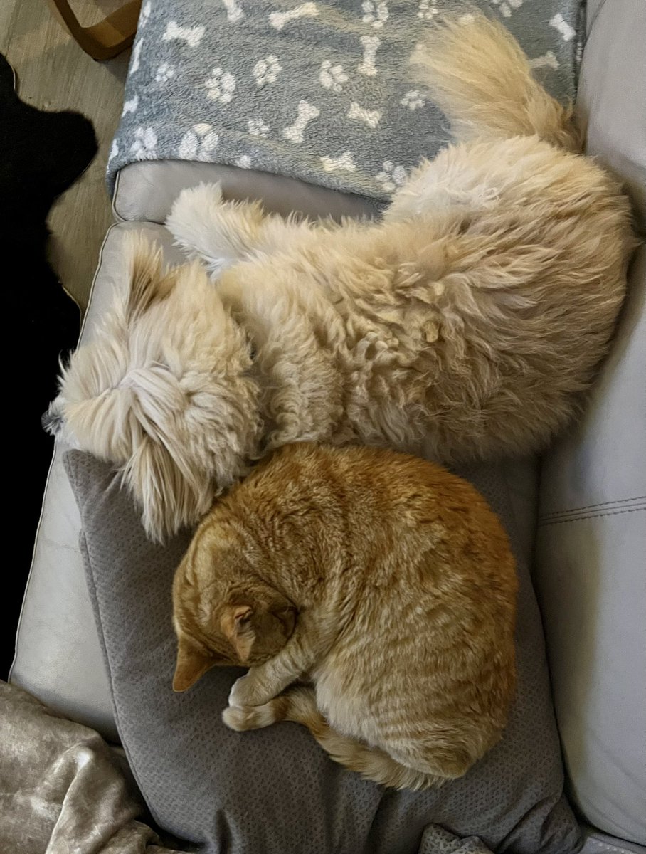 SophieFairless5's tweet photo. Night folks. We’re huddling up to keep warm #catsndogs https://t.co/EHf8atdDsC