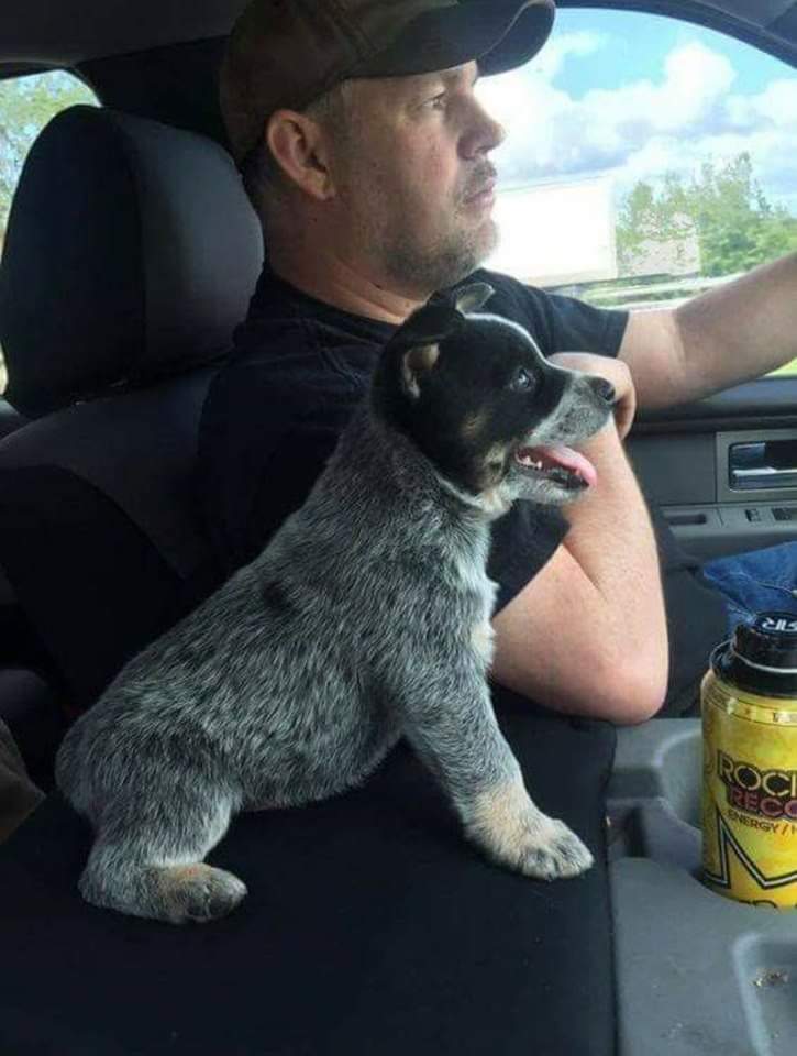 thehappydog_'s tweet image. Hi to me! This is a my first ride home to my new home 🐾