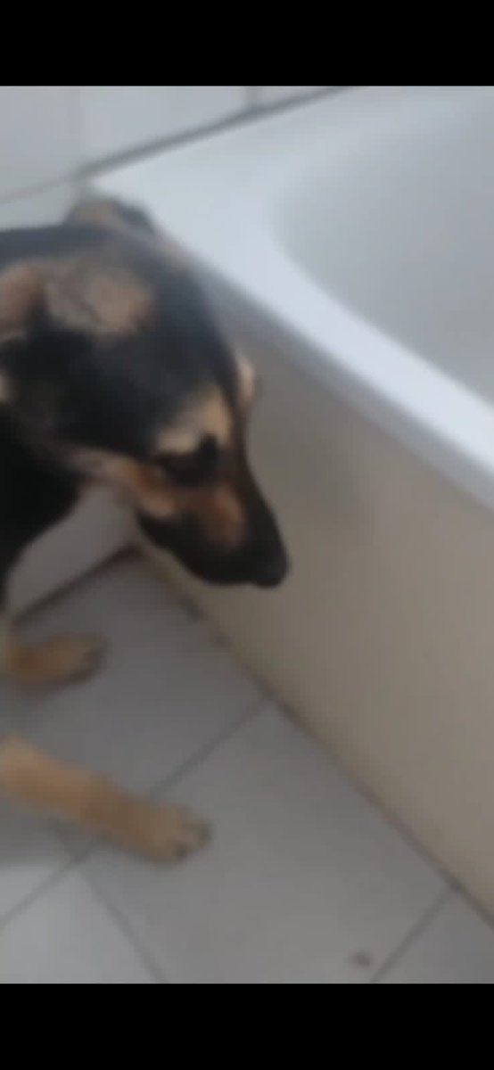 Rodrigohvilches's tweet photo. Un amiga de mi hija perdió su casa alla en Forestal, sector el tranque. Y no encuentra su perra Arwen , está desesperada. Si la vieron por ahí, me avisan por favor.
RT gracias https://t.co/WMvwjebmAQ