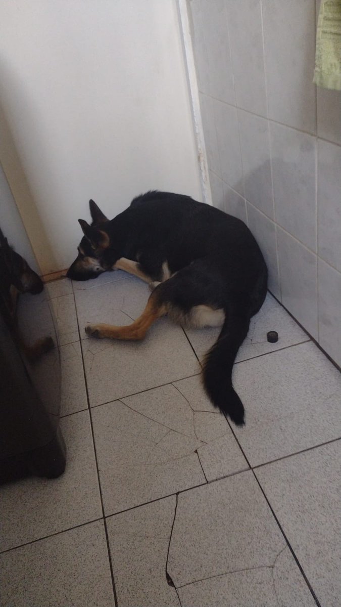 Un amiga de mi hija perdió su casa alla en Forestal, sector el tranque. Y no encuentra su perra Arwen , está desesperada. Si la vieron por ahí, me avisan por favor.
RT gracias