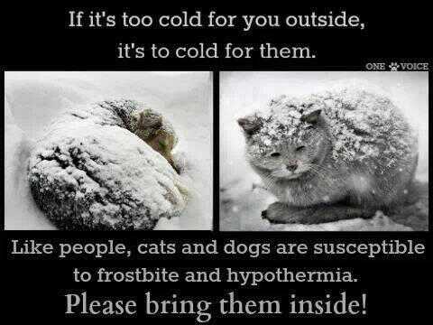 If it's too cold for you, it's too cold for them. Pls bring them in
#BCStorm #ONStorm #TexasFreeze #Weathercloud #dogsarefamily #cats #dogs