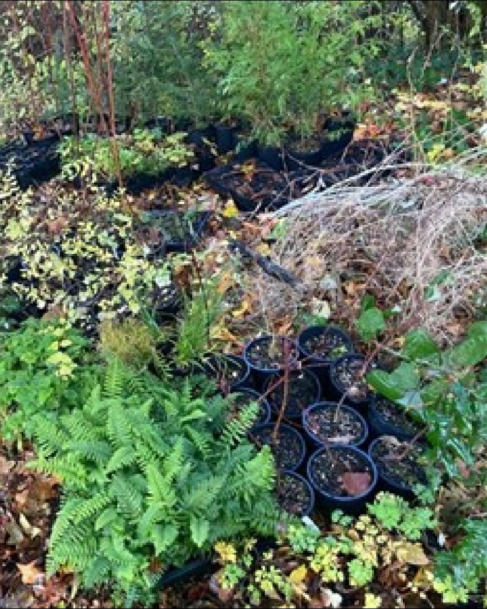 Seattle Parks on Twitter "Since midOctober, our Natural Area Crew has helped deliver over