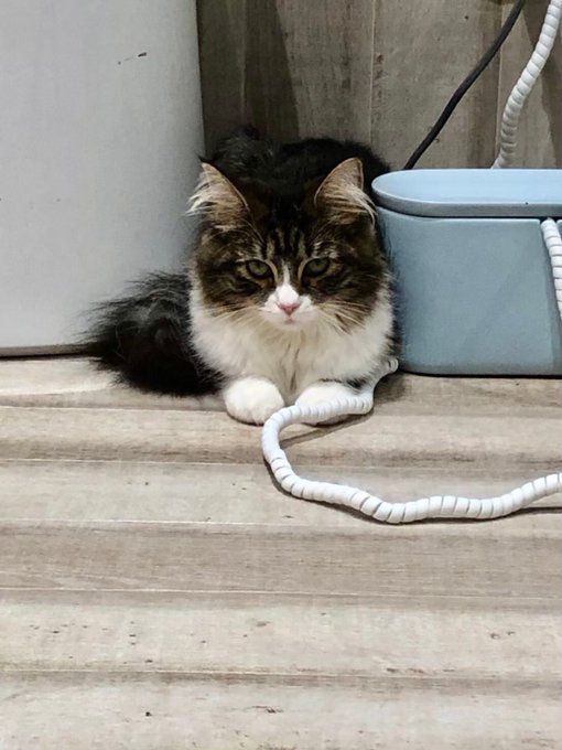 左:猫カフェのサイベリアン
右:家にいるサイベリアン

猫カフェの子の近寄るな感すごい。 