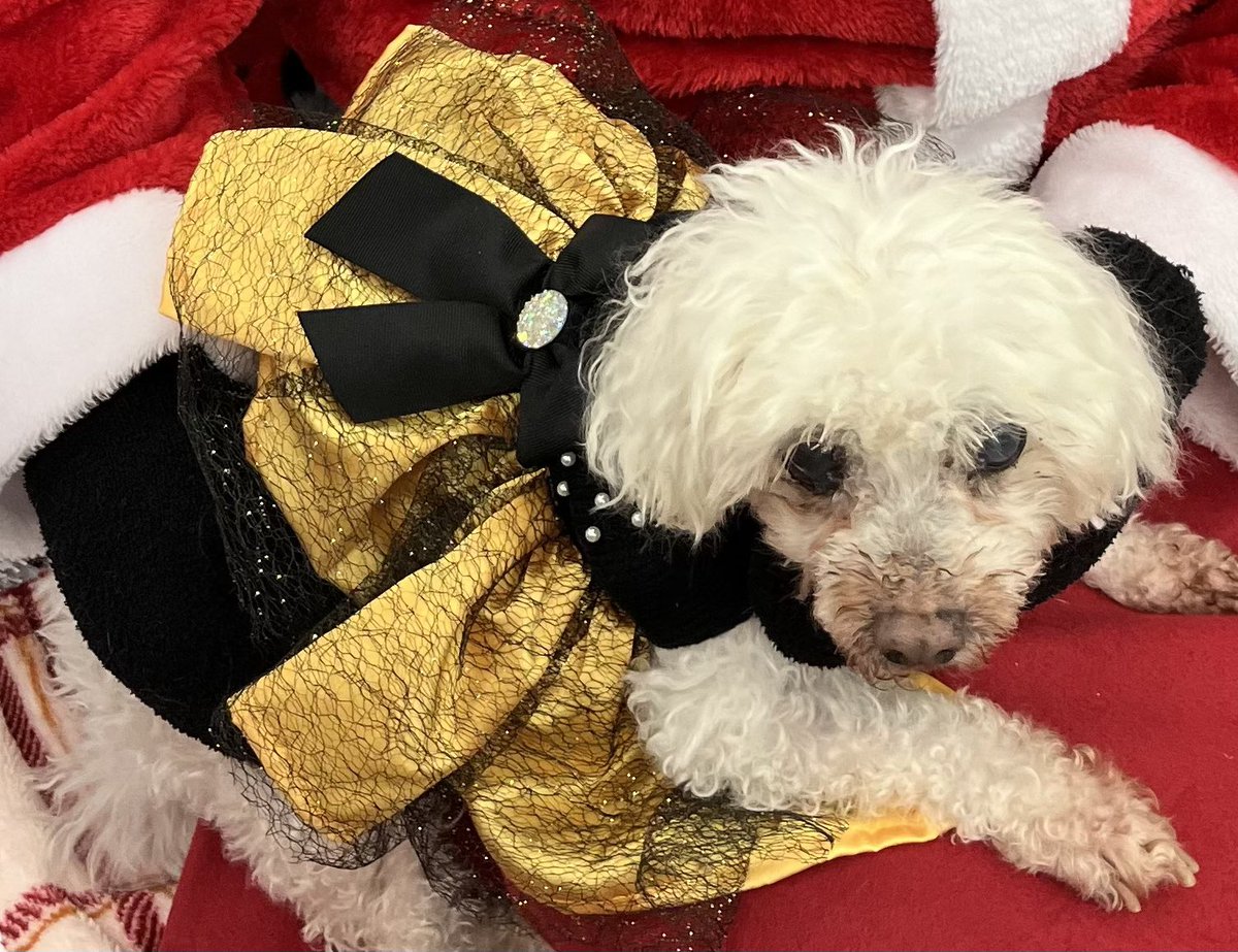 Wagadoodle1's tweet photo. I’m very sad to tell you that my senior Bichon buddy, Violet Mae, passed away today at age 18. Please give her a comment or a “like” and I will pass them along to her mom and her brother Chandler. Thank you. Rest In Peace Violet Mae. #dogs #bichon #teddywagadoodle #RIP @WBichon https://t.co/5eBVrTv6cv