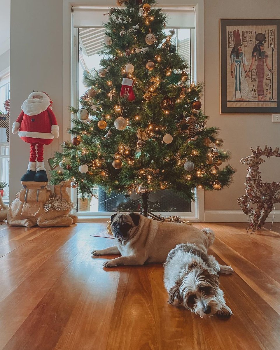 djkhan6's tweet photo. @Midas_platform Oh Christmas dogs oh Christmas dogs something something Christmas dogggs 🎄.
.
.
#christmas #christmastree #pug #dog #dogs #dogsofinstagram #MidasChristmas https://t.co/dmn47WgVbM