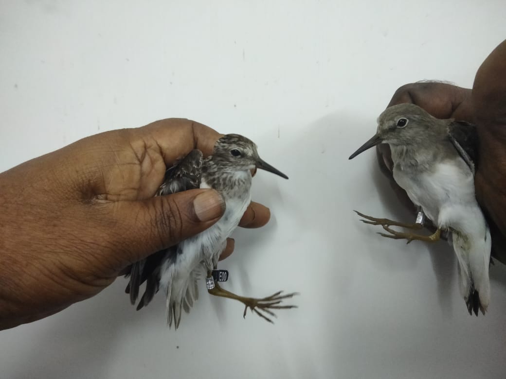 BNHSIndia's tweet photo. In a rare event at Point Calimere, Dr. S. Balachandran of BNHS captured and ringed both long-toed and Temminck stints last night. Though we get to see these two stints along with the common little stint, we rarely mange to capture and ring them together. https://t.co/CRHnJOyVeE