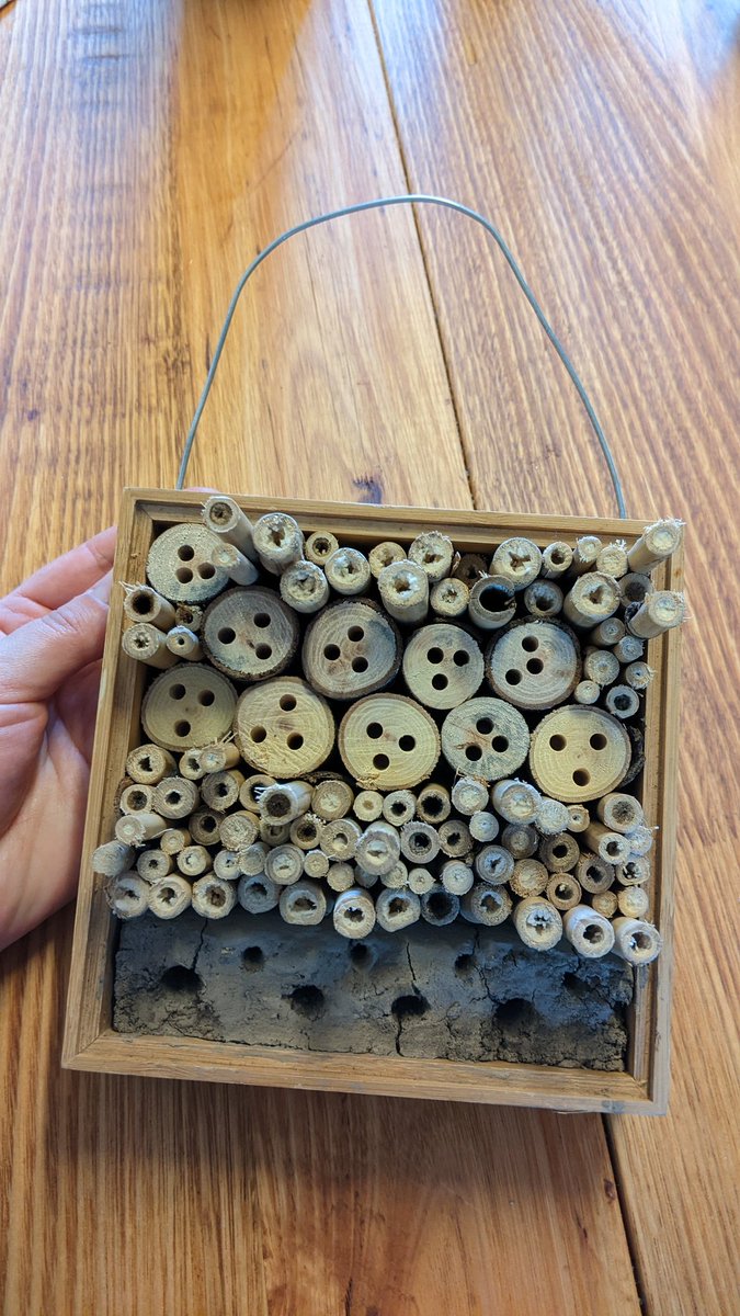 For Christmas I made my dad his very own #beehotel, along with a #murnong daisy 'crop' in a pot plant (a staple food of the Wurundjeri people, the #traditionalowners of the land we live). He's going to be so excited! 🐝🌼
#nativebees #weneedbees #bees #urbanwildlife