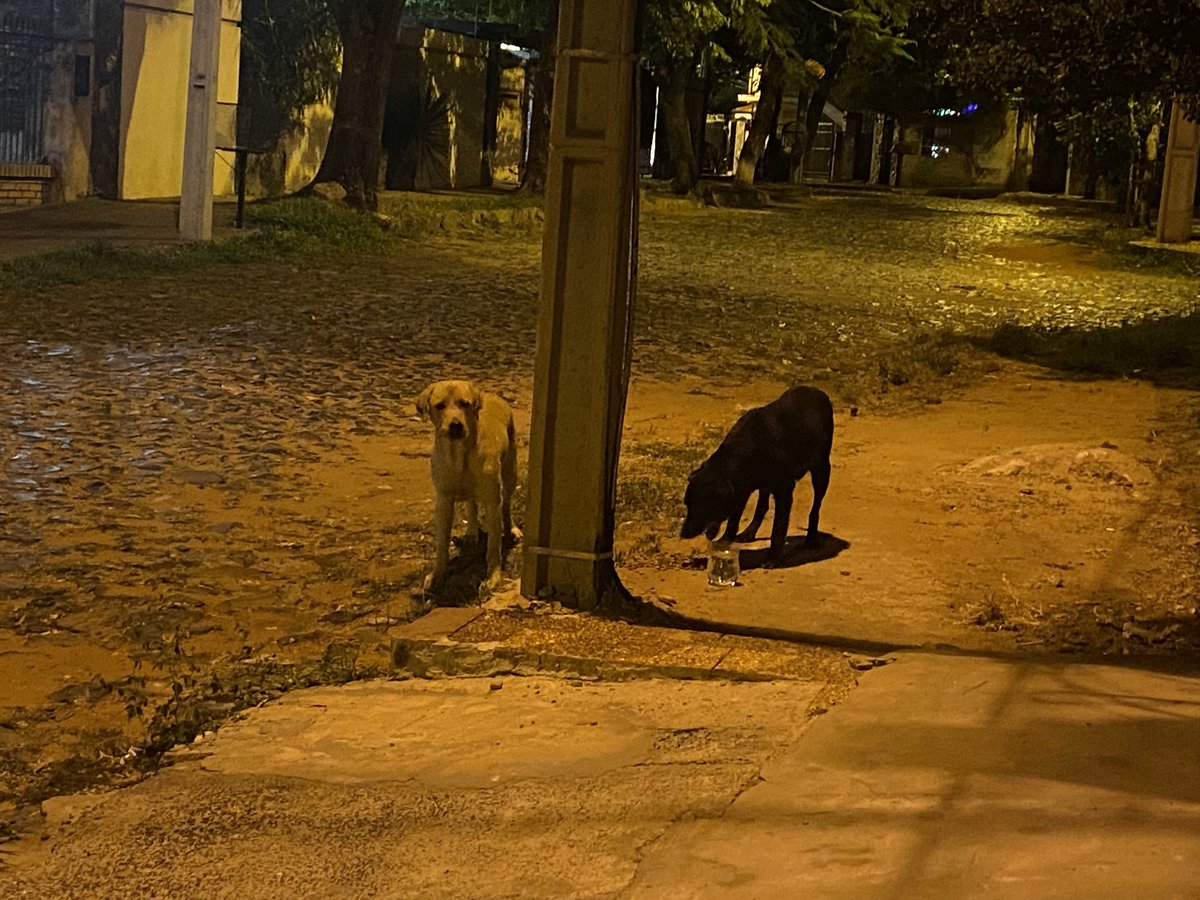 soovillalba's tweet photo. 2 perros perdidos desde el lunes desde la zona del ISE  - 
Barrio San Pablo @AdoptamePy @jazgaleanopy https://t.co/A4LAF4RS7f