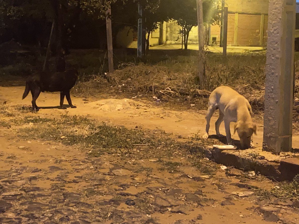 soovillalba's tweet photo. 2 perros perdidos desde el lunes desde la zona del ISE  - 
Barrio San Pablo @AdoptamePy @jazgaleanopy https://t.co/A4LAF4RS7f