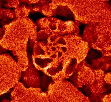 Mohammadali Faraji (@malifarajii) on Twitter photo Merry Christmas 🎄to you all from me and this tiny foraminifera(?) (~0.5x0.5mm) that appeared on the screen during our recent experiment <a href="/ausynchrotron/">Australian Synchrotron</a>.
Have a lovely break and stay safe! Merry Christmas 🎄to you all from me and this tiny foraminifera(?) (~0.5x0.5mm) that appeared on the screen during our recent experiment <a href="/ausynchrotron/">Australian Synchrotron</a>.
Have a lovely break and stay safe!