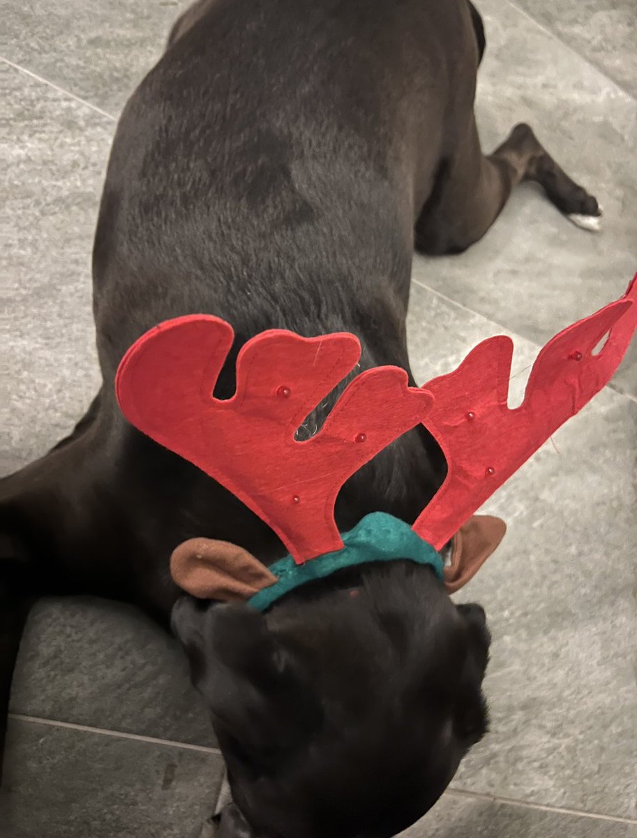casey_dugan's tweet photo. Twas the night before same-day-shipping, and all thru the house,
Not a creature was stirring, not especially a mouse in Kendy’s house;
And I in my Santa hat, hacking away at this and that.
🎅 #bethesanta #youwanttoseeintheworld #engineers #approach #christmas #sorrysugarplums https://t.co/SeLpyAp94e