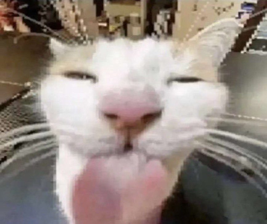 FuckedUpPicsFR's tweet photo. daily does of cat now say meow https://t.co/h4pPQwPiSE