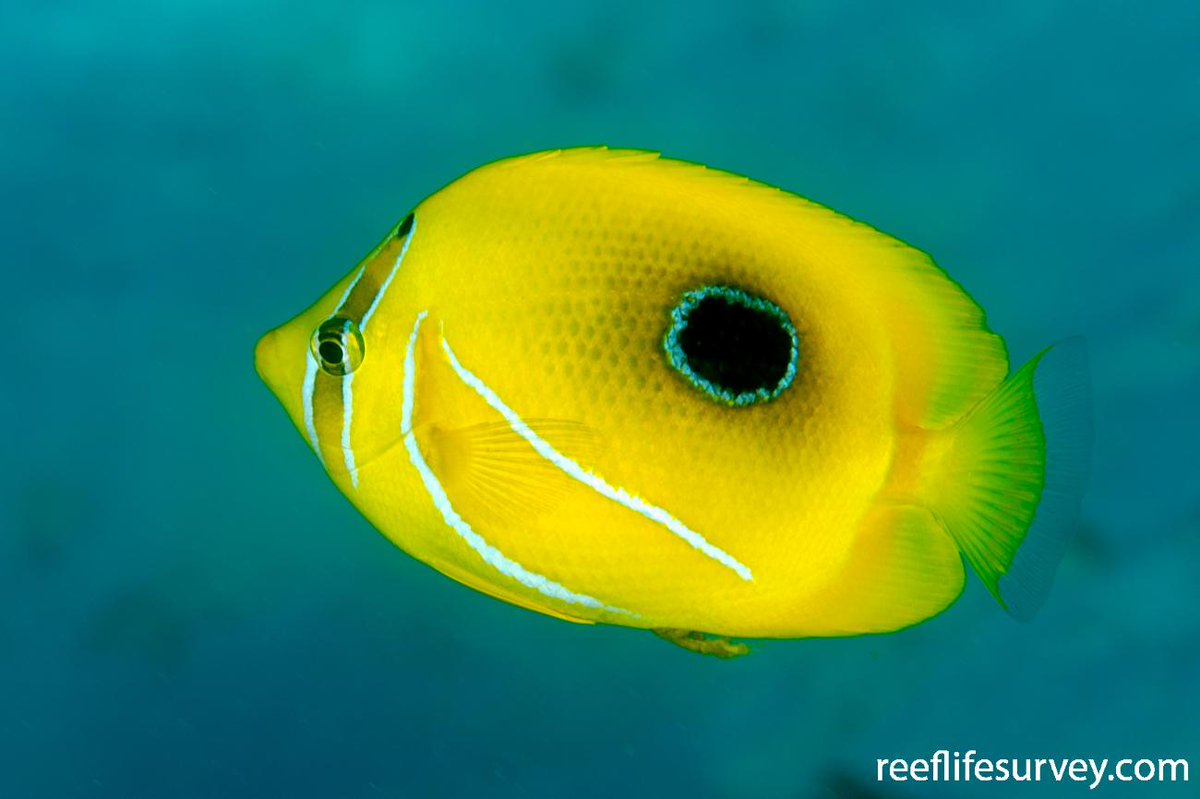 Today's fish is the electric Eclipse Butterflyfish (Chaetodon bennetti)! Scroll through a whole search page of these guys, and you'll see just how effective the eyespot is :o They mainly nibble on live coral!
📸Bernard Picton, J. Johnson, Ian Shaw