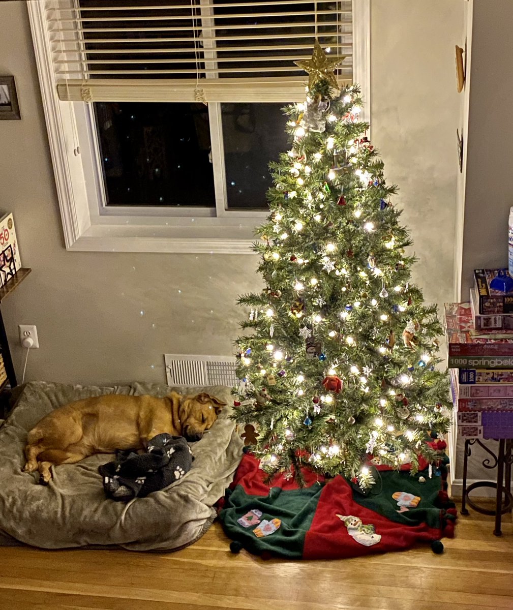 wclarkruns's tweet photo. @LLefty18 Awwwβ¦ Love this! Proud #LSUmom here!!! (maybe x2 π€©ππ) This is Amber, our Louisiana rescue pup, recovering from TPLO surgery ππΌ and a TBT from Christmas 2020!!! https://t.co/wJojTndVwj