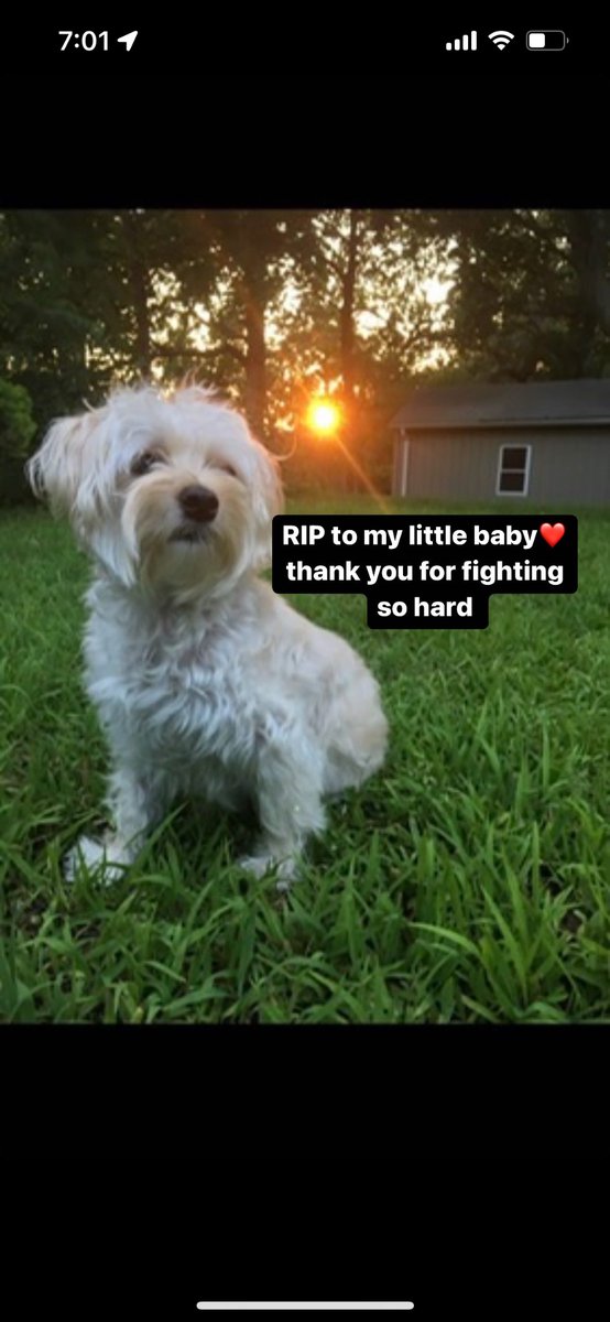 iitsastrid's tweet photo. My Mila 💔 https://t.co/Ya7e4v0sKT