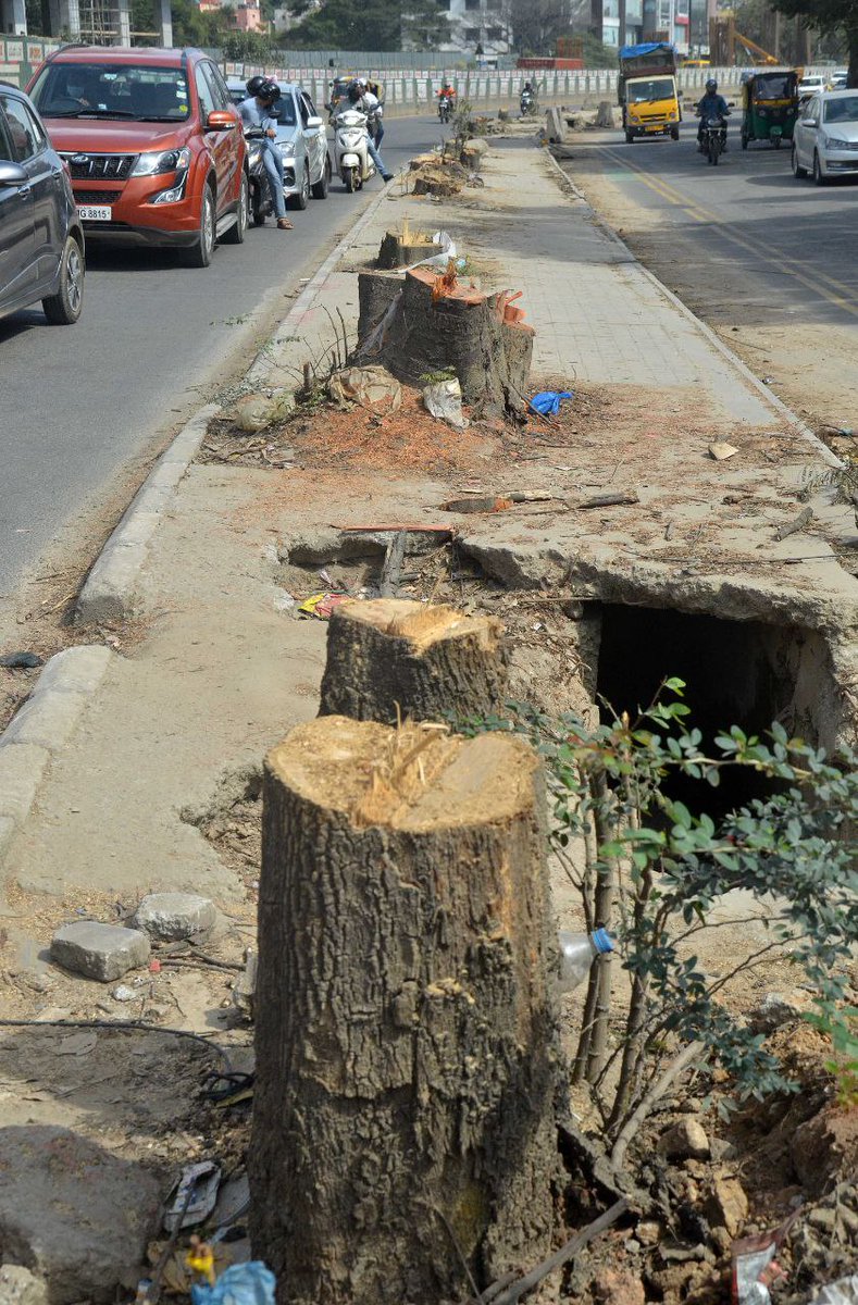 CitizenKamran's tweet image. #Bengaluru 80 trees were axed  between Silk Board &amp;amp; HSR Layout for #NammaMetro work.

They are planting saplings as replacement. 

I am at loss of words for such reckless behaviour. How do you feel reading this?