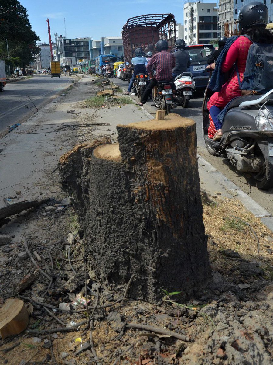 CitizenKamran's tweet image. #Bengaluru 80 trees were axed  between Silk Board &amp;amp; HSR Layout for #NammaMetro work.

They are planting saplings as replacement. 

I am at loss of words for such reckless behaviour. How do you feel reading this?