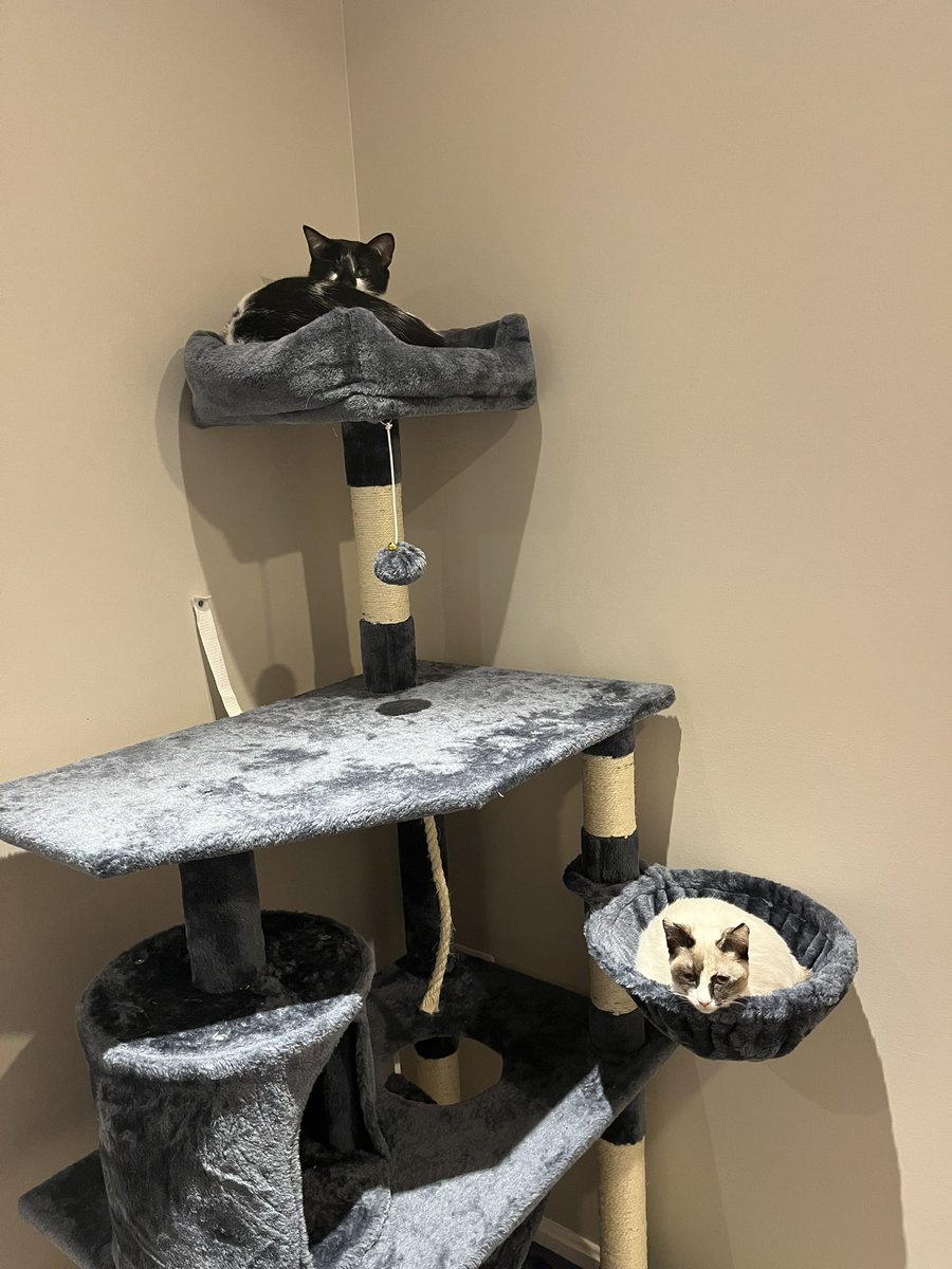 duoplee's tweet photo. recent cat pics compilation for your viewing pleasure (I love them) https://t.co/ylKy8ROcPB