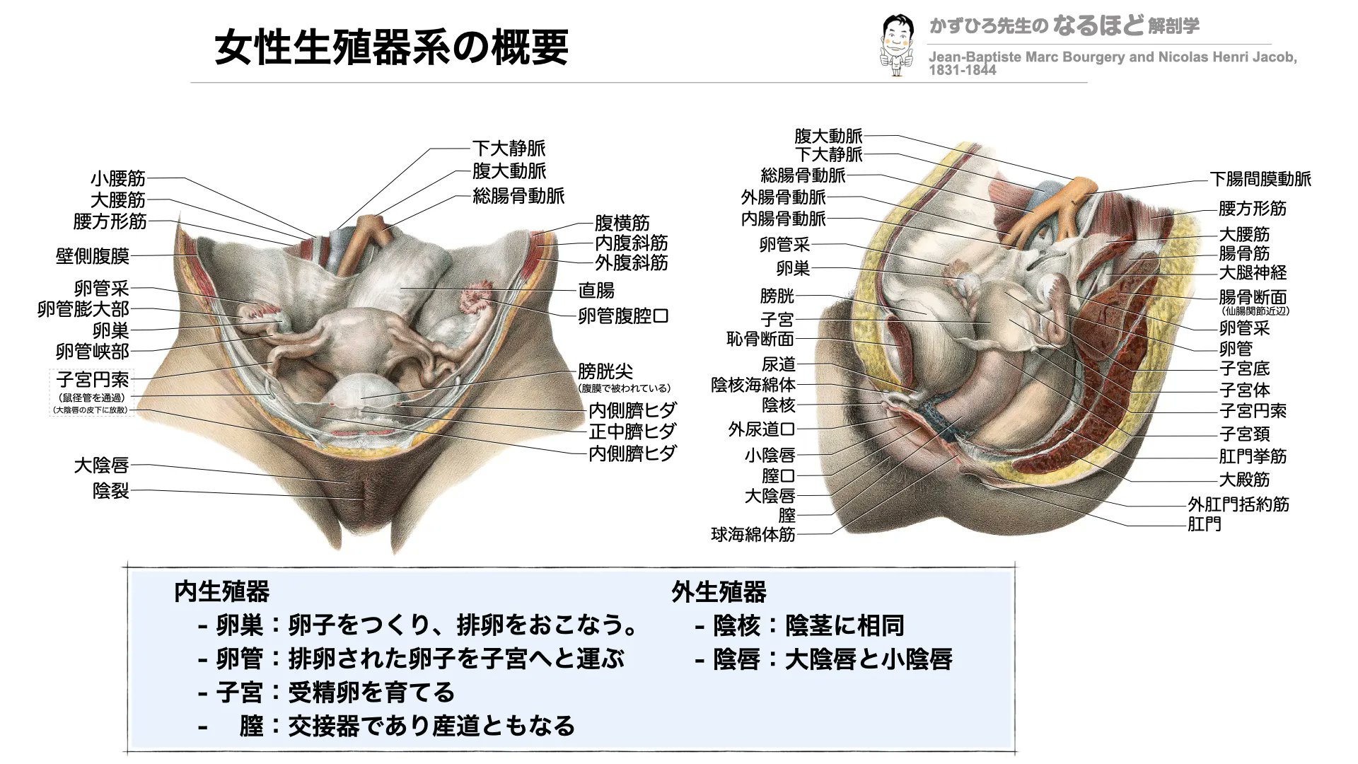 目で見る医学の基礎 VOL.8 生殖器系 第8回 生殖器系 Part 1 （医学概論） - YouTube