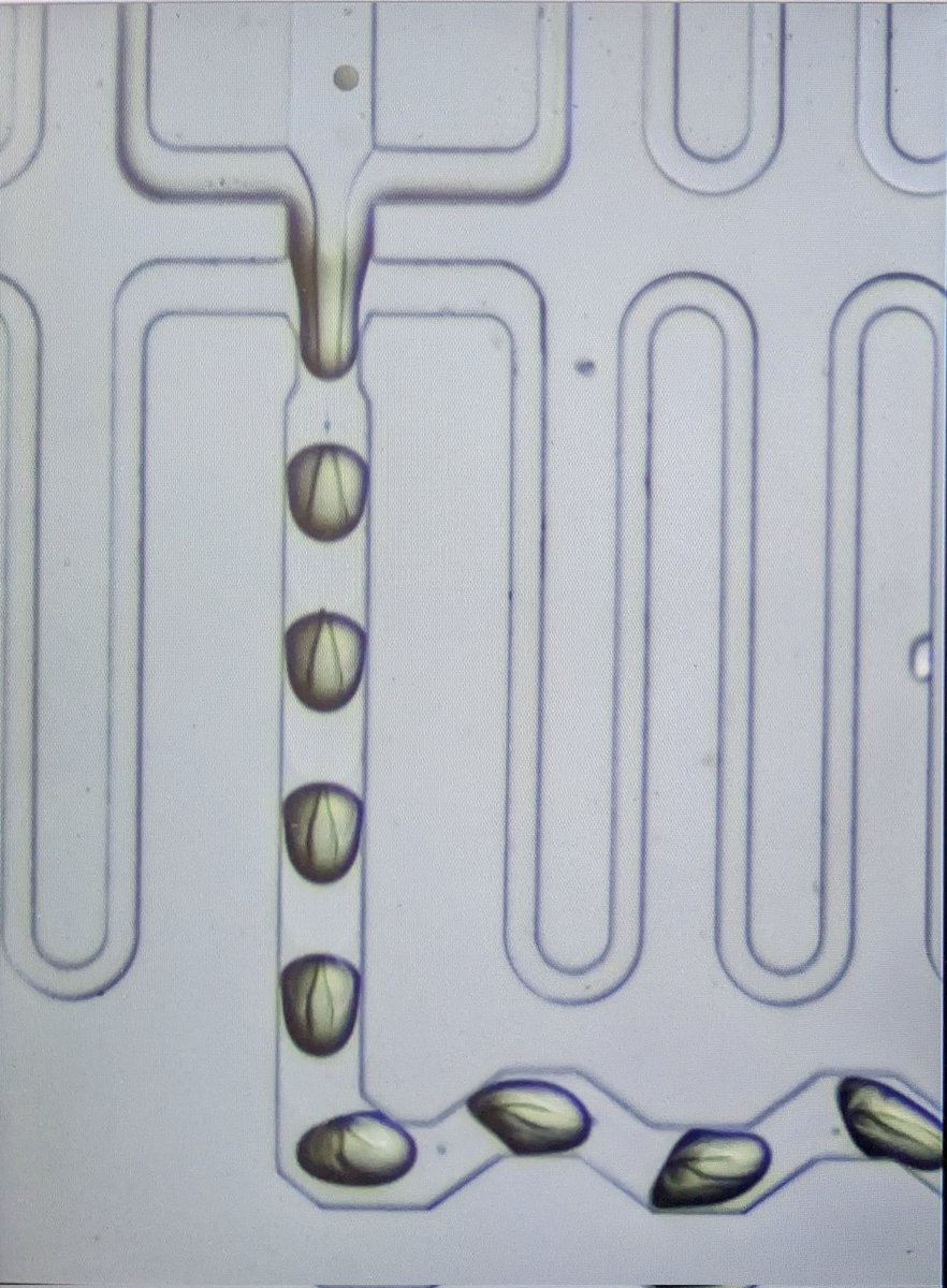 KKo1wa1's tweet photo. ๆตใ็ดใใใช๏ผ
#dropseq https://t.co/XZbjt3isAa