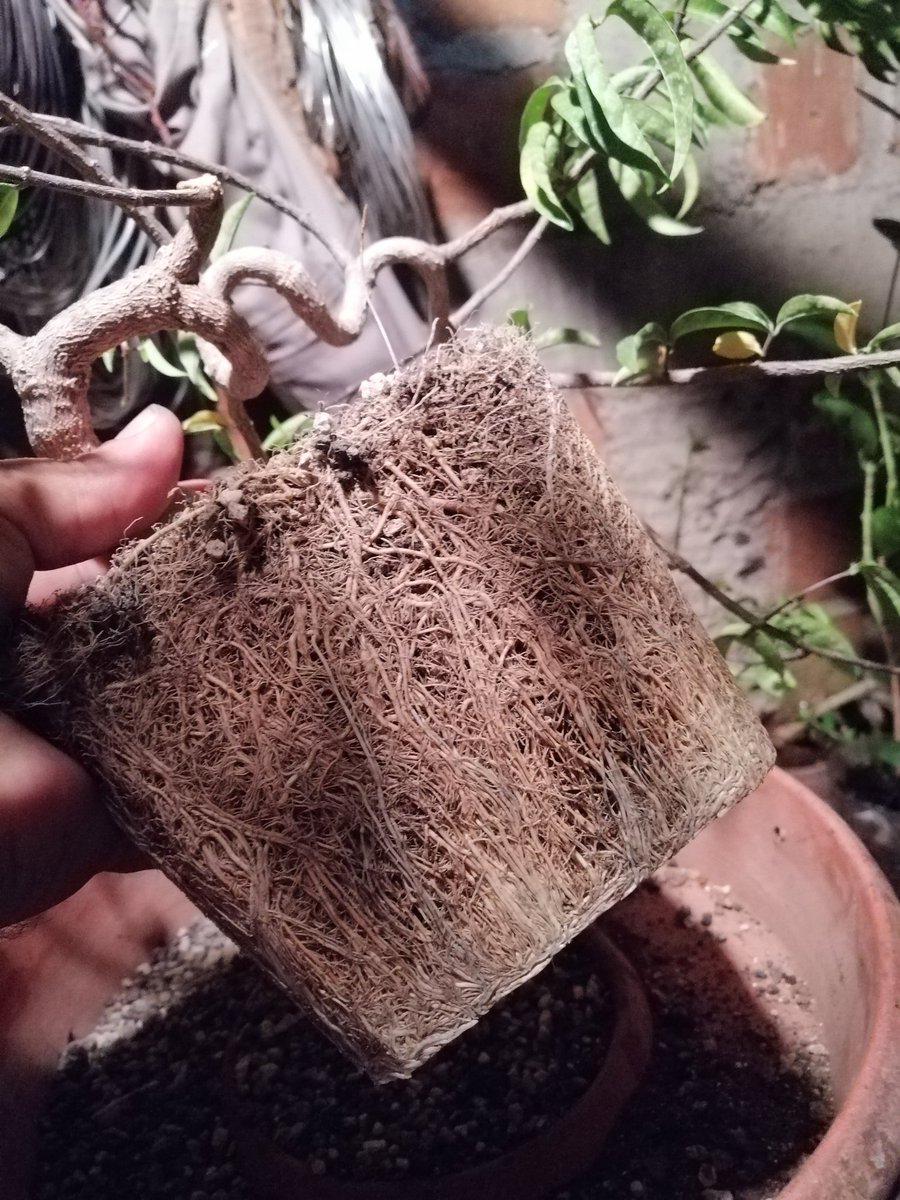 _3shiro's tweet photo. esta planta ya necesitaba de un trasplante π§β procedimiento indispensable para cultivar un bonsai de forma saludable πβ
βππ±ππ³
#bonsai #bonsaitree #bonsaiwork #bonsailife #bonsaihelp #nature #naturelovers https://t.co/xKcnmnH4eK
