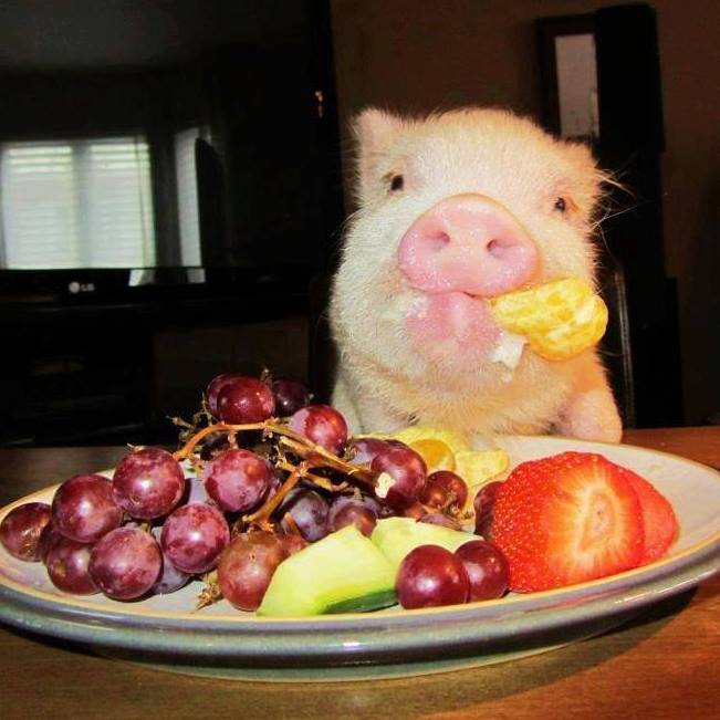 If you're having a pig for Christmas, make sure you give her a good seat 😉❤️