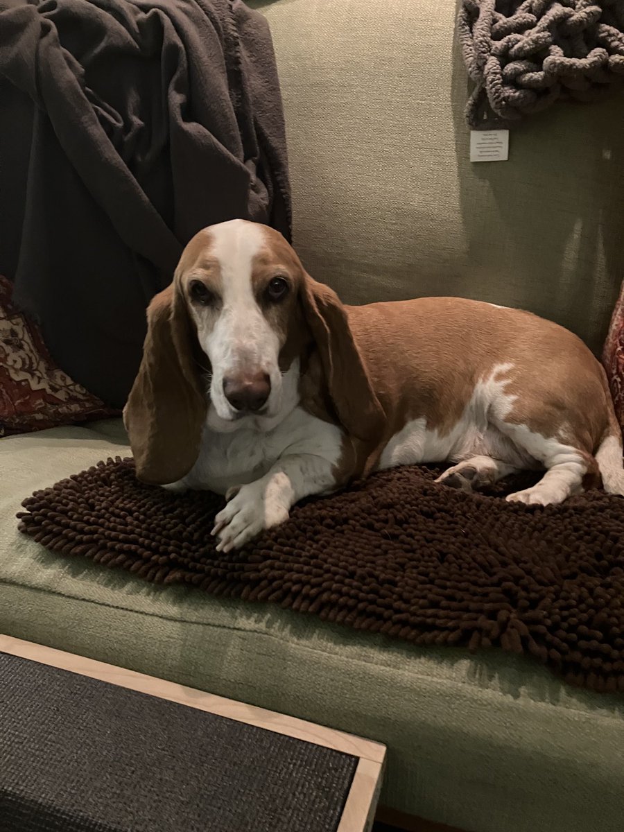 Louise da Basset tweet media