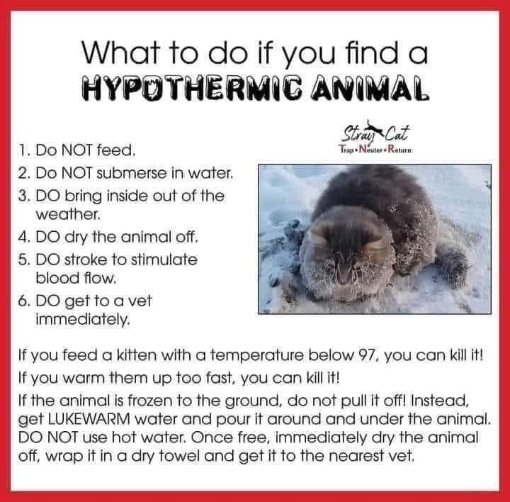 Please bring your #animals #inside! #ArcticBlast #ArcticFront #BombCyclone #CLAWSCatRescue