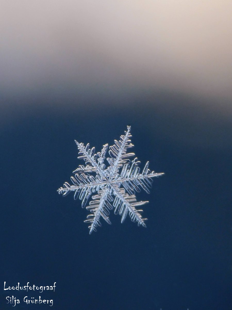 SiljaFoto's tweet photo. Real snowflake ❄️
20.11.2022
Estonia 🇪🇪
Nikon coolpix B500
instagram : @silja_photography
#snowflakephotography #realsnowflake #snowcristals #snowflakeofestonia #snowflakes #snow #snowflakemacro #macrosnowflake #macrosnowflakes https://t.co/d4X2yDuMCd