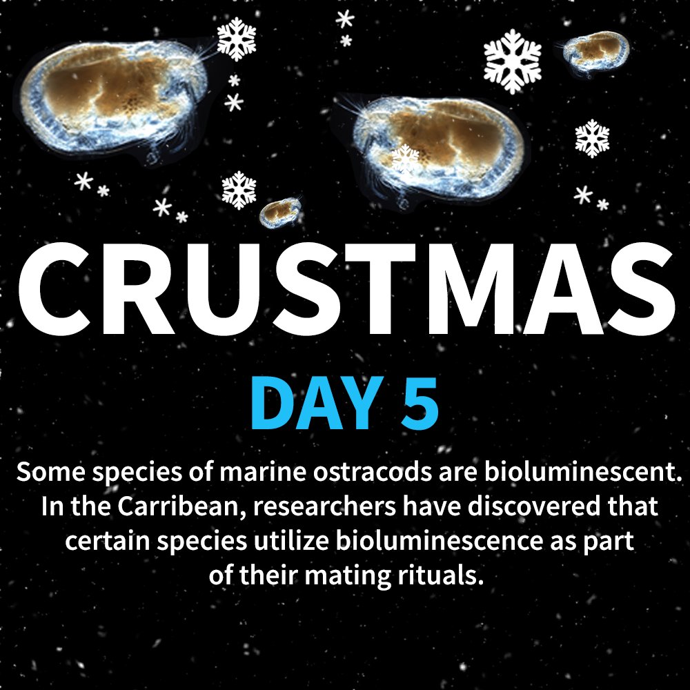 Day 5 to #CrustMas: Besides being able to glow, these ostracods can also eject glowing mucus as a form of defence against predators. Read more here:  science.org/content/articl… 

#TheCrustaceanSociety
Photo Credit: Ostracod. Copyright Anna Syme on Creative Commons