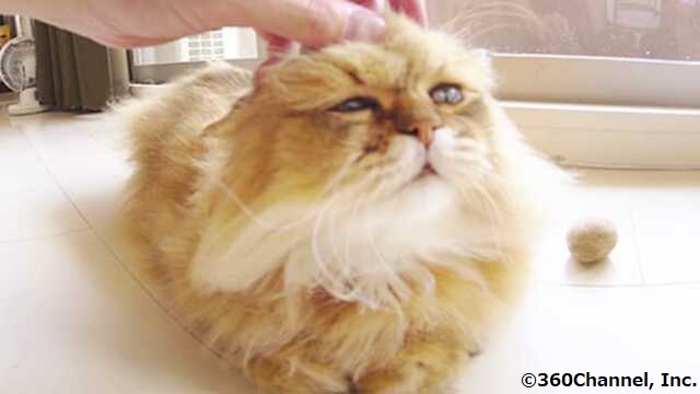 SoftBank's tweet photo. 寒い日はお家でぬくぬくしながらVRでかわいい動物に癒されませんか？
オススメ動画を紹介します❤

🐱もふもふ猫ふーちゃん観察日記 
https://t.co/wpKYEV0Brt
💤五月山動物園　ウォンバットのお昼寝＆お散歩
https://t.co/PW2EvfLvXi

#SoftBank https://t.co/mOFW9pkg9R