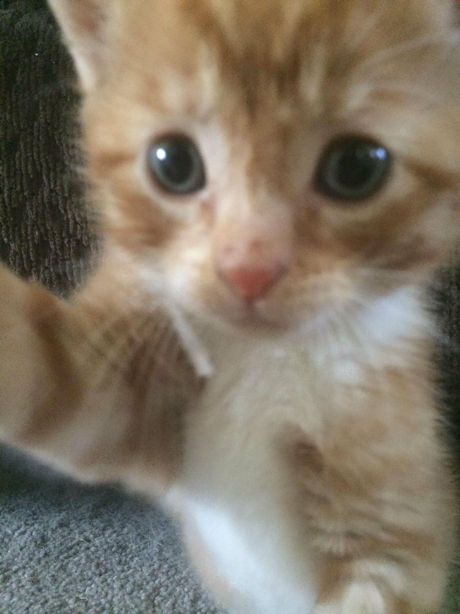humgooble's tweet photo. hallo .?Cam anyoenn  hear mme ….,,. https://t.co/dto9ePBXN0