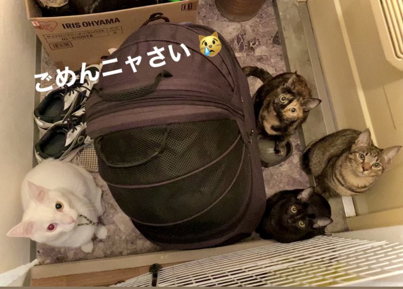 osamutabuchi's tweet photo. お詫びのお知らせ🙇
猫猫寺にて
24日、珍住職お勤めでしたがパパさんのお仕事の都合により中止になりました。
本当に申し訳ございません。
年内はお勤め無しですがまた1月にお会いしたいです。
ニャン達はみんな元気です😌
2022-12.23
、
#猫猫寺開運ミュージアム 
#猫猫寺 
#珍住職 
#お詫び https://t.co/IVIWRghV4Q