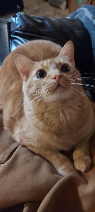undefined_bimbo's tweet photo. Hers some kitten pictures as well. Also my fat man on the end.🖤🧡 https://t.co/EvuHEFrC2I
