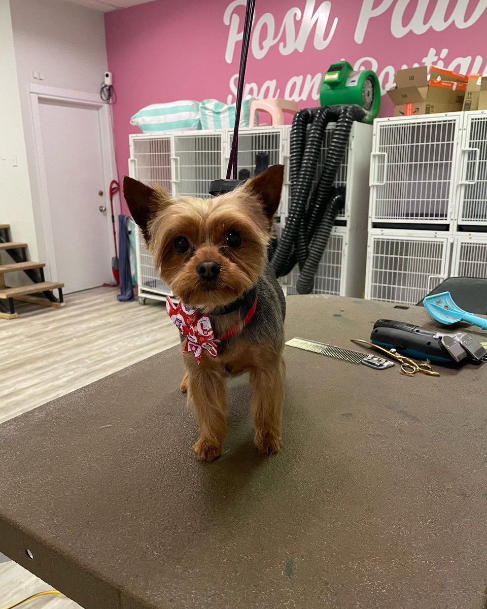 My friend and groomer Sarah at Posh Paws posted my picture from today’s grooming!  It was worth getting up at 7!
#dogsoftwitter #groom #christmasready #posh #poshpaws