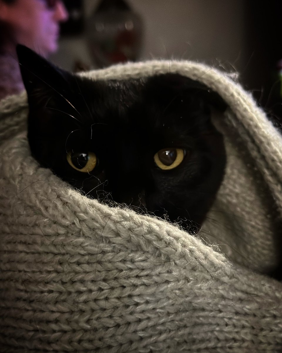 MidnightRyder's tweet photo. Even with the heat on, Gigi thinks the -1 temp (not including wind chill) outside is bundle up temperatures. #wichita #fuckingcold #WinterStorm #CatsOfTwitter https://t.co/UoOkmxtTRQ