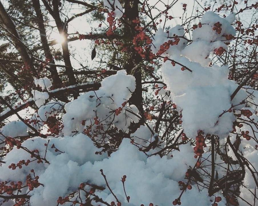 Happy Holidays everyone! The office will be closed until January 2nd. Stay safe if you head outside, we’ll see you in the new year!