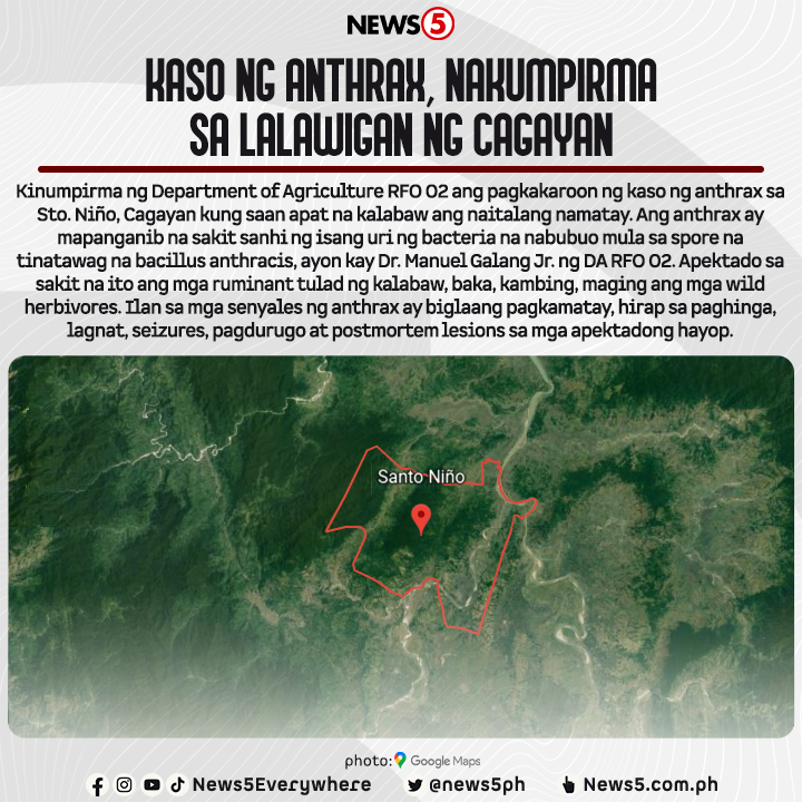 News5PH's tweet photo. Pinag-iingat ang publiko sa naturang sakit dahil posibleng mailipat ang impeksyon na dulot ng anthrax sa tao sa pamamagitan ng cutaneous contact, indigestion at inhalation, ayon sa DA RFO 02. #News5 https://t.co/W1DJgeAoEq