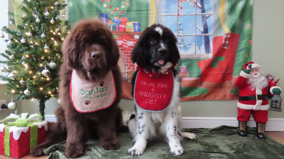 Mum did our Christmas pics yesterday. Cookie told me this is her 10th time. I wondered why she liked it but then I saw the treats at the end. I think I’m going to like this tradition. #DogsofTwittter #DogsOnTwitter #Christmas #dogsarefamily #Christmasdogs