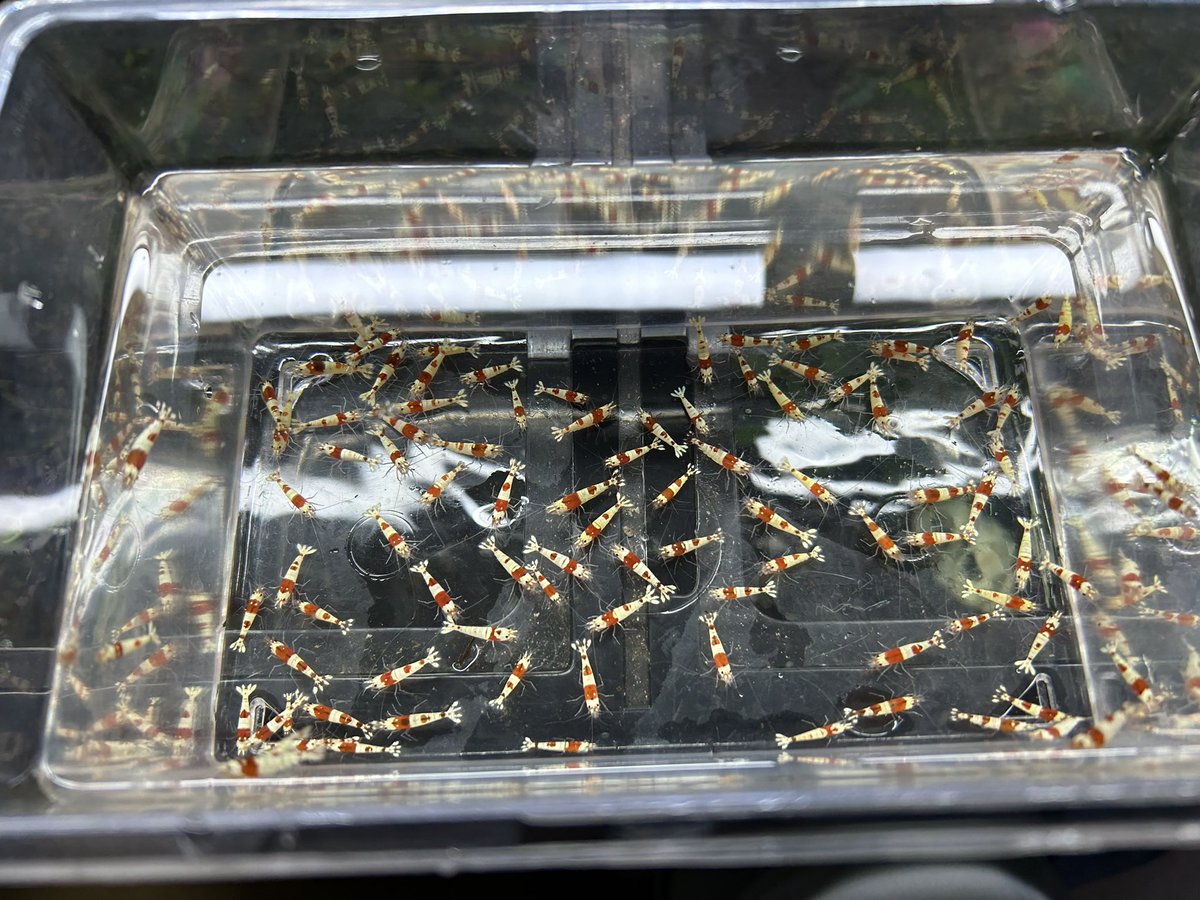 Sweet_Lab24's tweet image. ゆるーくやってます
今日は発送たくさんあるので丁寧に〜