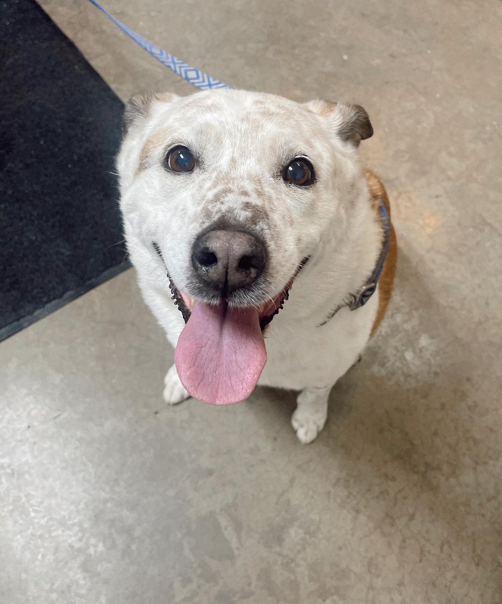 _itsamandasmith's tweet photo. See below for the face of the sweetest senior lady that got her second chance… &amp; was adopted by her foster dad. 

😫😫😫 #adopt #stopbuyingdogs https://t.co/DxvVG3DENp